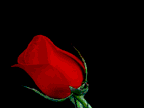 [A Rose from a Friend 4/26/98]